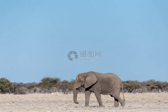 一头大雄非洲象LoxodontaAfricana走在埃托沙图片