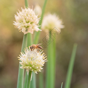 在越南农村有机花园开花的绿洋葱扇贝蜜蜂在春天时间工作图片
