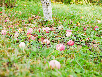 草地上弃置的苹果图片