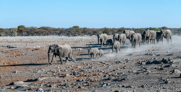 一大群非洲大象非洲Loxodonta图片