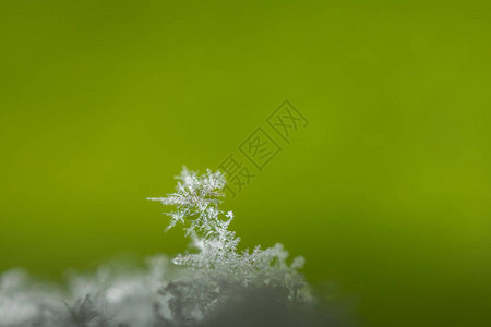 带有绿色背景细节视图的雪晶图片