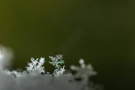 冬天有水晶和绿色背景的雪图片