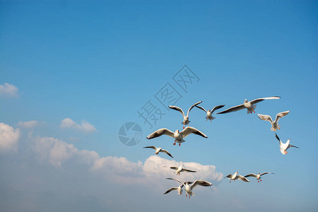 高清图片海鸥在天空中飞翔海鸥作为自由概高清图片海鸥