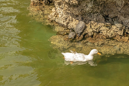 海龟有鸭子在岩石上图片