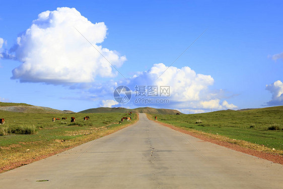 柏油路和草原上的牛群图片