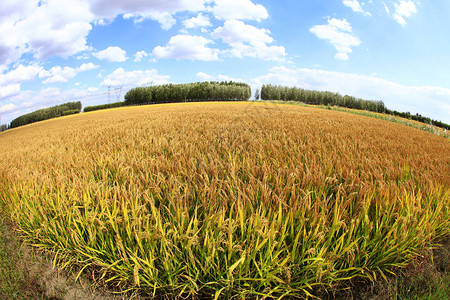 稻田里成熟的稻谷蓝天白云下图片