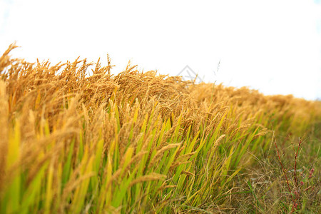 稻田里成熟的稻谷蓝天白云下图片