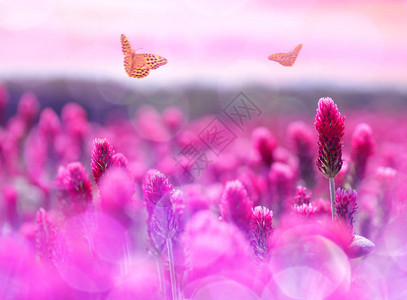 日落时有蝴蝶的开花野地春季图片