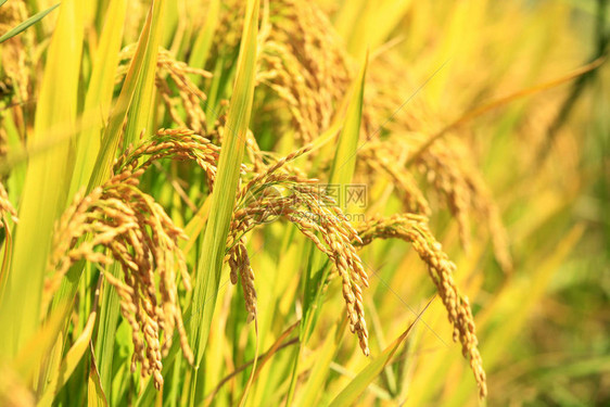 稻田里成熟的稻谷下图片