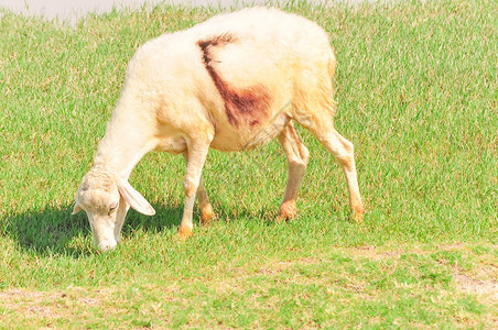 看起来生病的绵羊正在越南中部海岸潘朗吃草自由放养和牧场饲养的图片