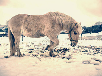 长鬃毛的白马在冬天的白雪皑的草地上吃草图片
