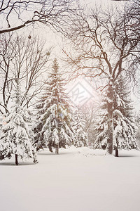 下雪天城市公园的冬季景观图片