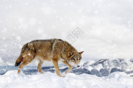 冬天背景下雪中的狼新年贺卡图片