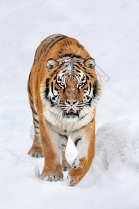 冬天下雪时老虎身在雪图片