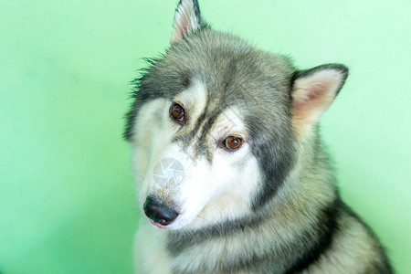 西伯利亚雪橇犬在驯养的宠物身上有催眠的眼睛图片