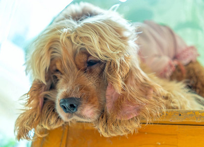 狐狸梗小狗倒钩动物头图片素材