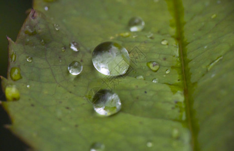 微距绿叶雨滴图片