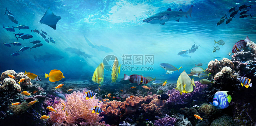 水下海洋世界珊瑚礁中的生活多彩热带鱼图片