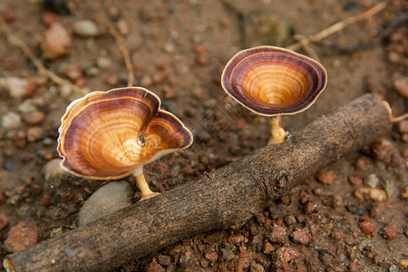棕色蘑菇MicroporusxanthopusFr树枝上的昆策图片