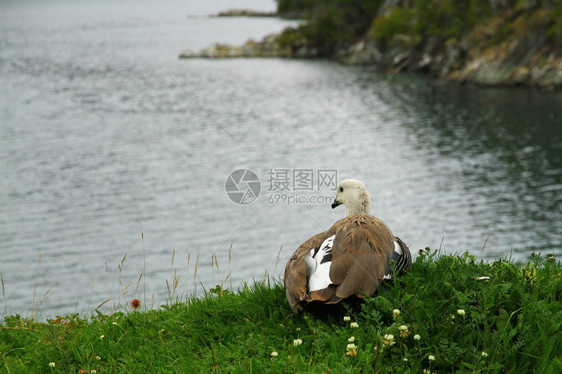 在火地岛公园海图片