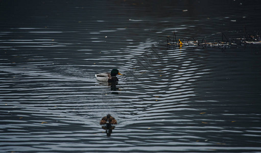 野生鸟类和动物一只惊人的咕噜鸭在阳光下的蓝色水湖或河流中游泳关闭一只有趣图片