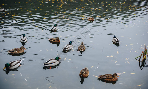 野生鸟类和动物一只惊人的咕噜鸭在阳光下的蓝色水湖或河流中游泳关闭一只有趣图片