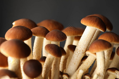 黑色背景中的蜂蜜木耳蘑菇特写图片