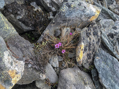 北方的粉红色花朵在岩石上绽放图片