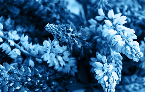 羽扇豆束作为背景色调的经典蓝色图片