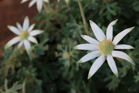 向日葵的白花叫做法兰绒花在冬天图片