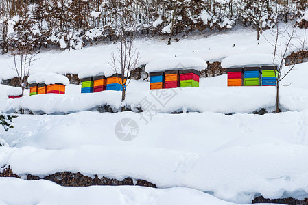 白雪皑的景色与五颜六色的蜂巢覆盖着雪图片