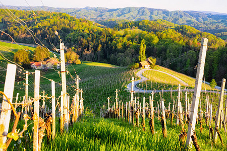 著名的斯洛文尼亚和奥地利心形葡萄酒之路在斯洛文尼亚的葡萄园中斯洛文尼亚马里博尔附近的风景和自然景观独图片