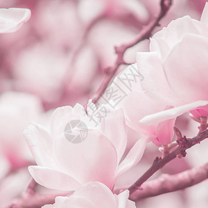 玉兰树枝上绽放着淡粉色的玉兰花图片