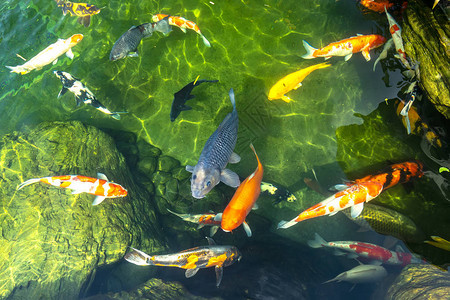 五颜六色的锦鲤鱼在清澈的水中运动群这是生态旅游景点中小湖泊中的图片