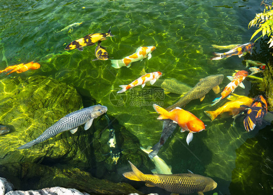 五颜六色的锦鲤鱼在清澈的水中运动群这是生态旅游景点中小湖泊中的图片