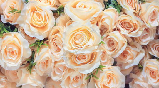 美丽的黄玫瑰五颜六色的花朵为背景图片