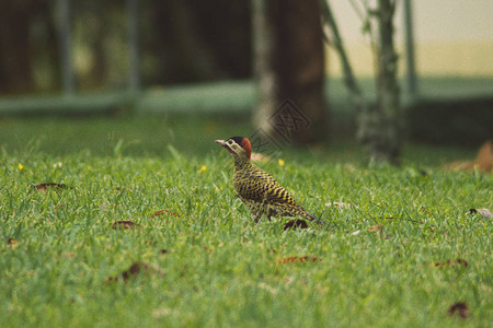 绿条啄木鸟在草地上行走背景图片