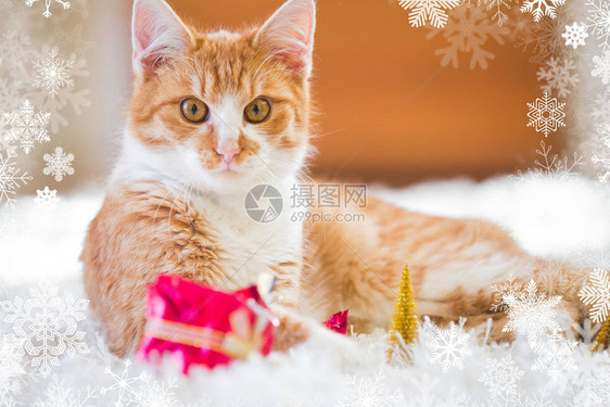 橘猫玩圣诞装饰图片