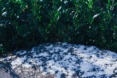 小雪gif石头上覆盖着一层小雪和一株绿色的灌木背景