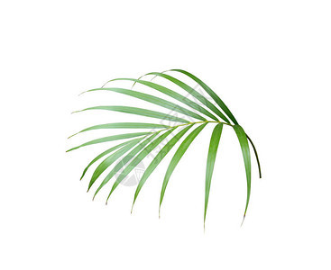 热带绿色棕榈叶在夏季背景背景图片