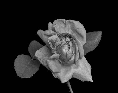 明亮的单色玫瑰花丝状和叶上古老的绘画风格宏图片
