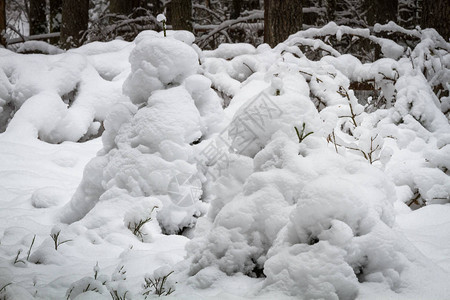 冬季的雪景图片