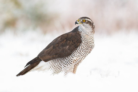 野生的北方高鹰Goshawk图片