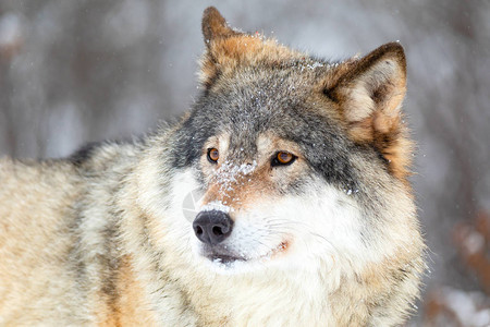 一只壮观的狼在寒冬日站在树林里鼻子和地上都下雪了图片