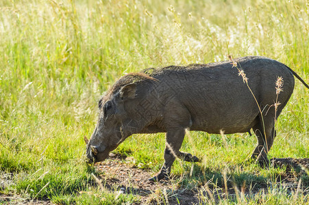 在南非自然保护区的非洲肥猪CuteAfricanwar图片
