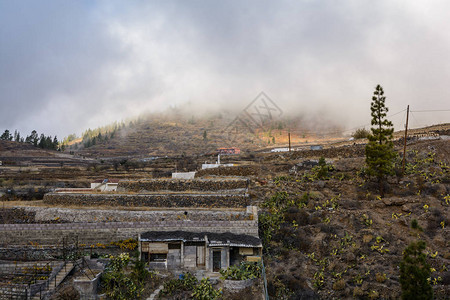 西班牙加那利群岛Tenerife山的松林中图片