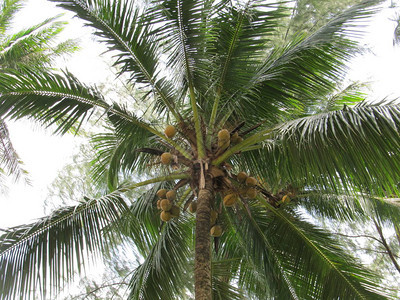 在阳光下向上或向下查看椰子树森林图片
