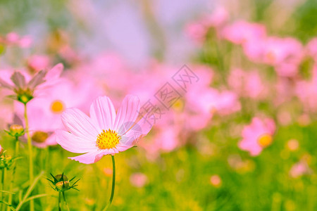 复古风格户外花园草甸背景中美丽粉红色宇宙花田的选择软焦点五颜六色的波斯菊在冬季图片