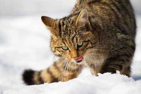 欧洲野猫的特写镜头图片