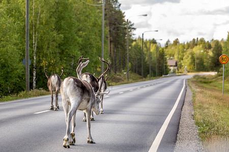 芬兰路边转尾巴的驯鹿背景图片